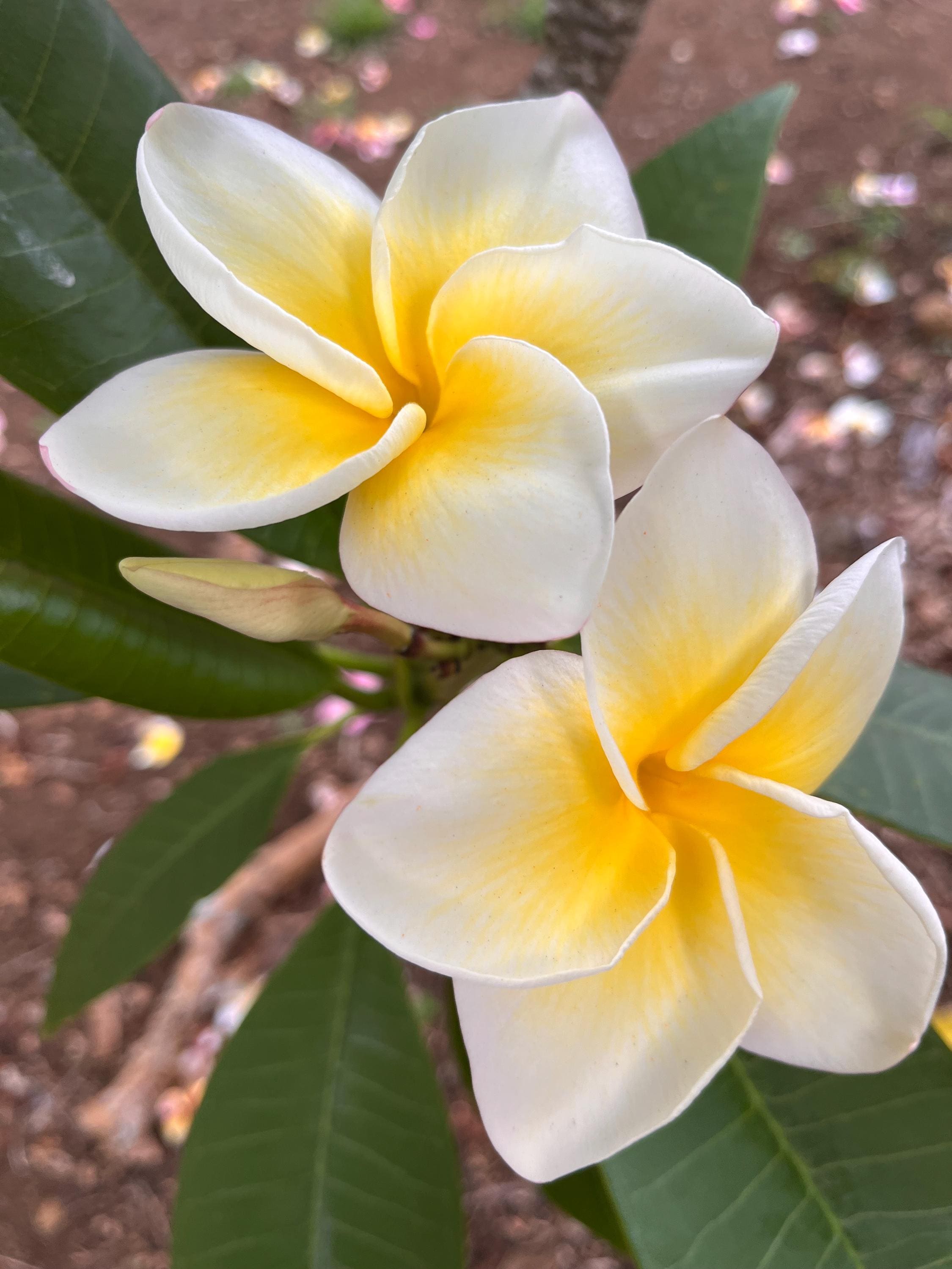 CINDY MORAGNE Plumeria Cutting Yellow Frangipani Tropical Exotic