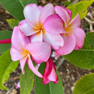 Hawaiian Frangipani Plumeria PINK ROSE Unrooted Cutting 10-12 in Tropical Exotic Plant