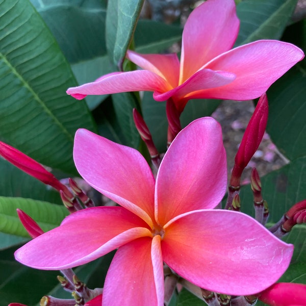 Waimea Fragrant Frangipani Pink-Orange centered Plumeria Cutting (8-11 inch ) Hawaiian Tropical Plants