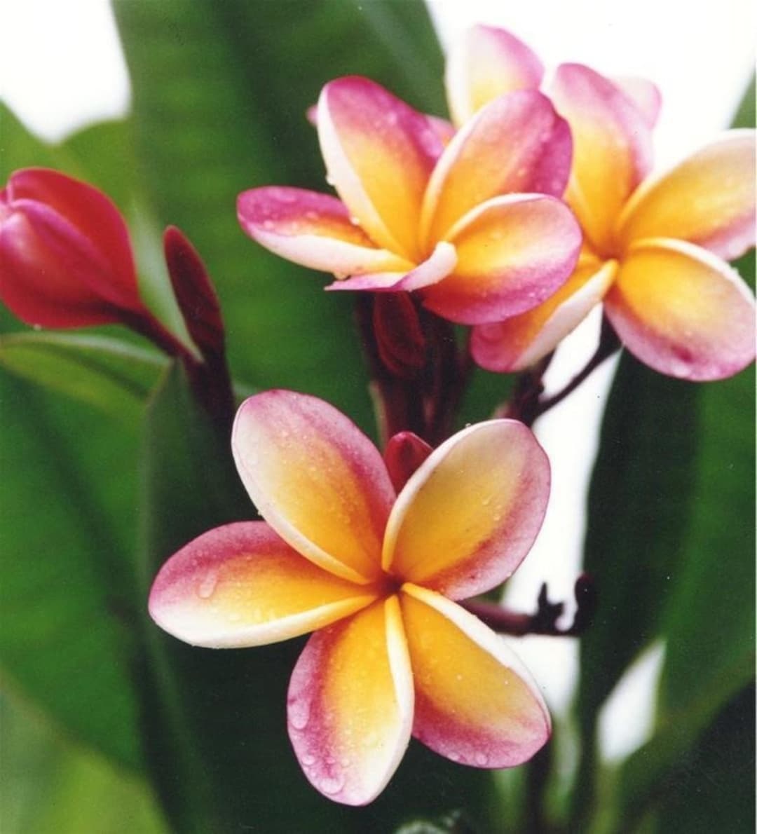 最も優遇の Rainbow Etsy - Unrooted Inch 10-12 Cutting Plumeria Nebel's ワンピース カードゲーム