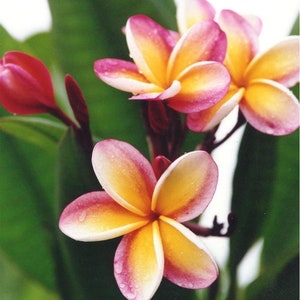 Rainbow Nebel's  Plumeria  Cutting 10-12 inch unrooted