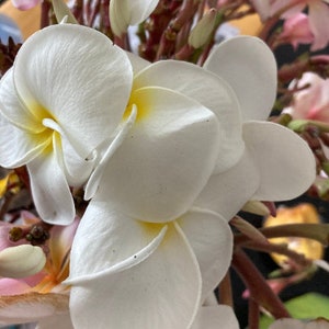 Plumeria Chiampa (white) Huge Blooming healthy unrooted cuttings