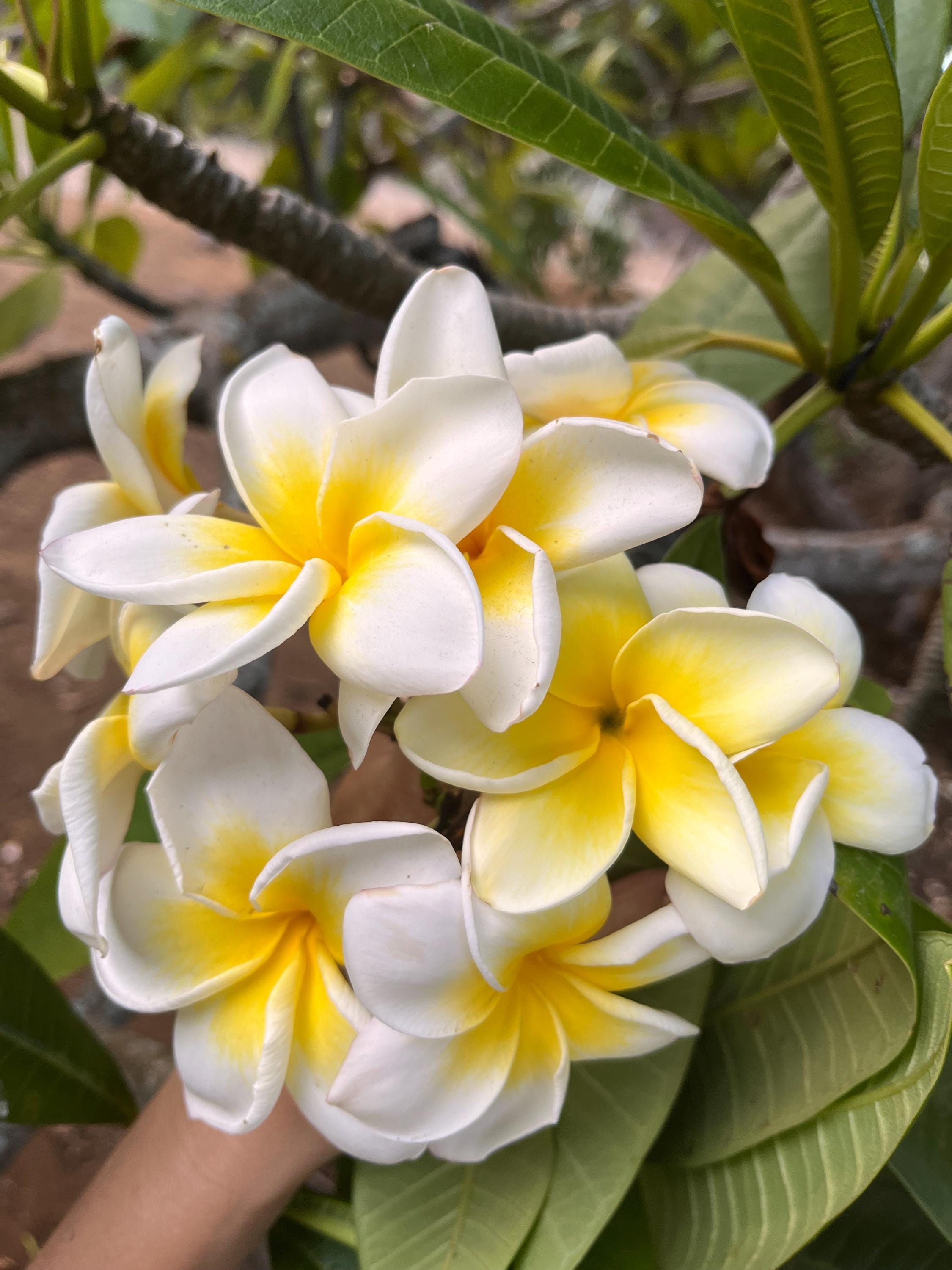 CINDY MORAGNE Plumeria Cutting Yellow Frangipani Tropical Exotic