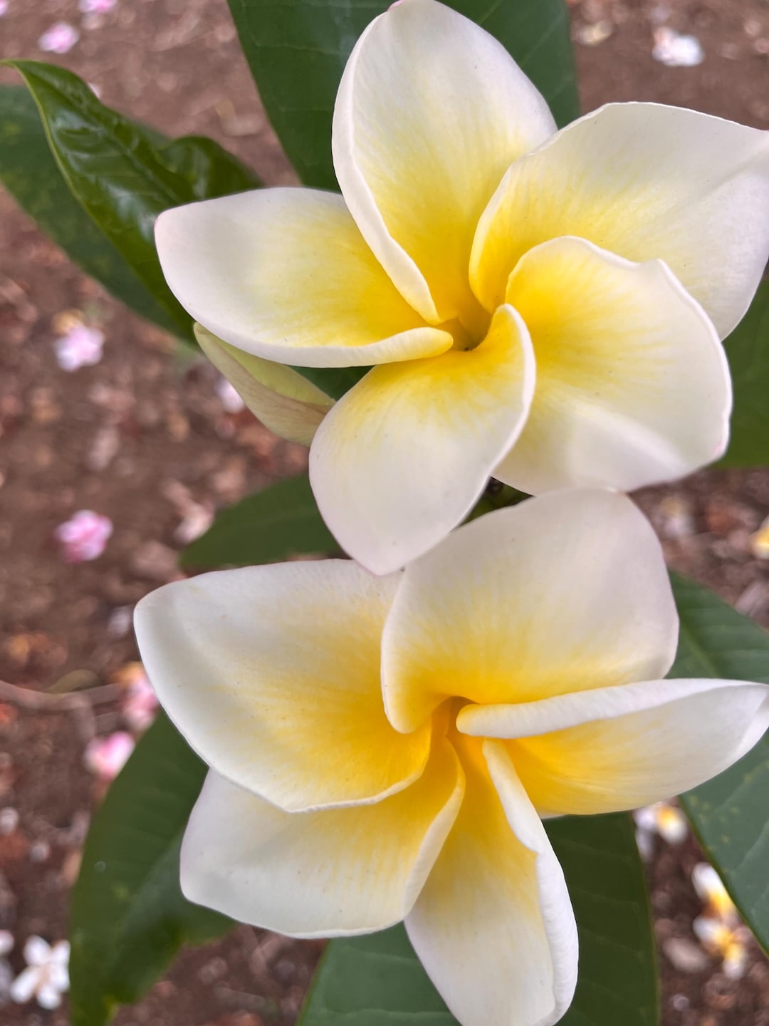 CINDY MORAGNE Plumeria Cutting Yellow Frangipani Tropical Exotic