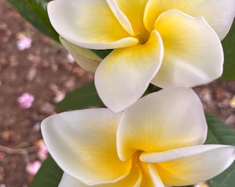 May include: Close-up of two plumeria flowers. The flowers have white petals with bright yellow centers. Green leaves are visible in the background. The flowers are in full bloom, showcasing their delicate structure.