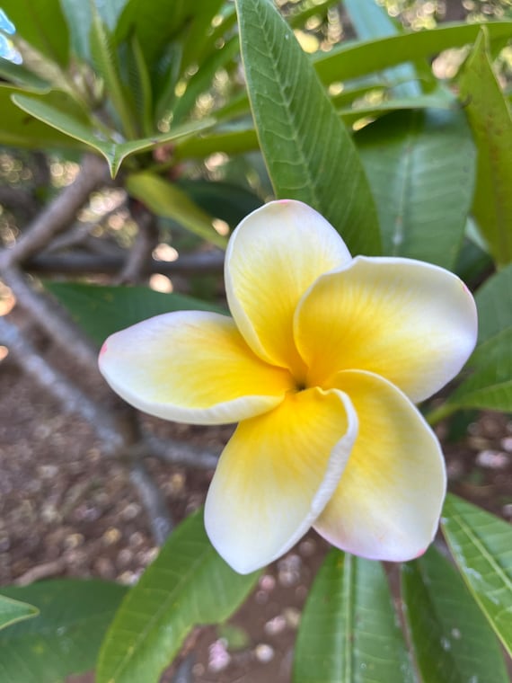 Hawaiian Frangipani Plumeria CINDY MORAGNE Yellow Unrooted Cutting