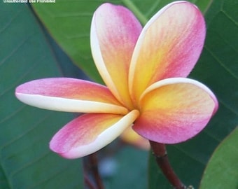 6 x 6 Inches 3dRose Greeting Cards White Plumeria Grown in Hawaii Pack of 12 gc_107144_2 6 x 6 Inches 3dRose Greeting Cards White Plumeria Grown in Hawaii Pack of 12 gc_107144_2