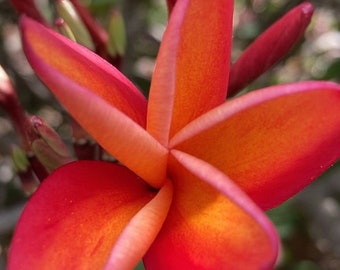 Peach"Angus Gold" Fragrant Frangipani  Plumeria Cutting Hawaiian Tropical Plants