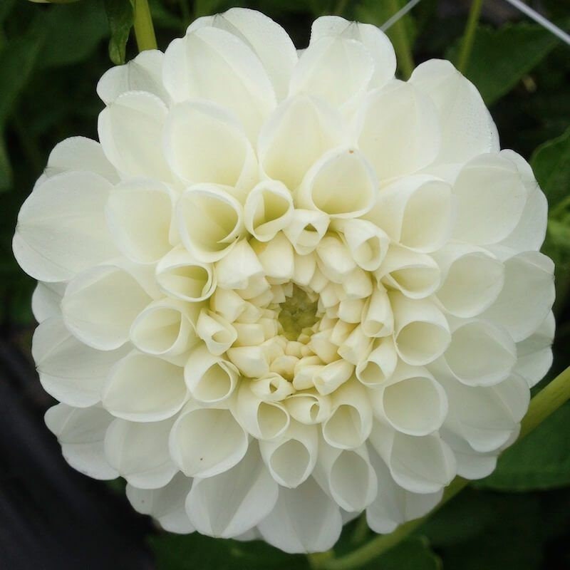 Dahlia Orsett Beauty Tuber Bulb White Etsy