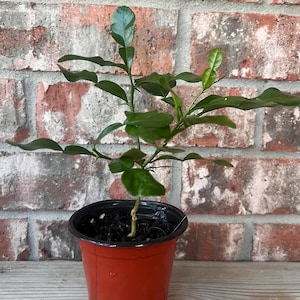 May include: A young kaffir lime plant with glossy, dark green, double-lobed leaves and small thorns on its stem, potted in a simple, round, terracotta-colored plastic container filled with dark potting soil.