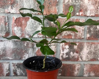 May include: A young kaffir lime plant with glossy, dark green, double-lobed leaves and small thorns on its stem, potted in a simple, round, terracotta-colored plastic container filled with dark potting soil.