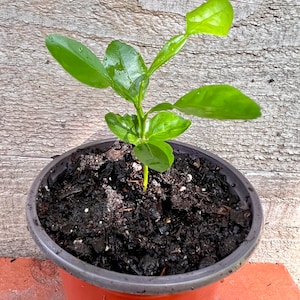 Live Kaffir Lime Plant, Startup Kaffir Lime Plant, Makrut, Thai Lime, Small Kaffir Lime Plant, About 3” tall Live Plant, Mothers Day Gift
