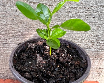 Live Kaffir Lime Plant, Startup Kaffir Lime Plant, Makrut, Thai Lime, Small Kaffir Lime Plant, About 3” and 6” tall Live Plant