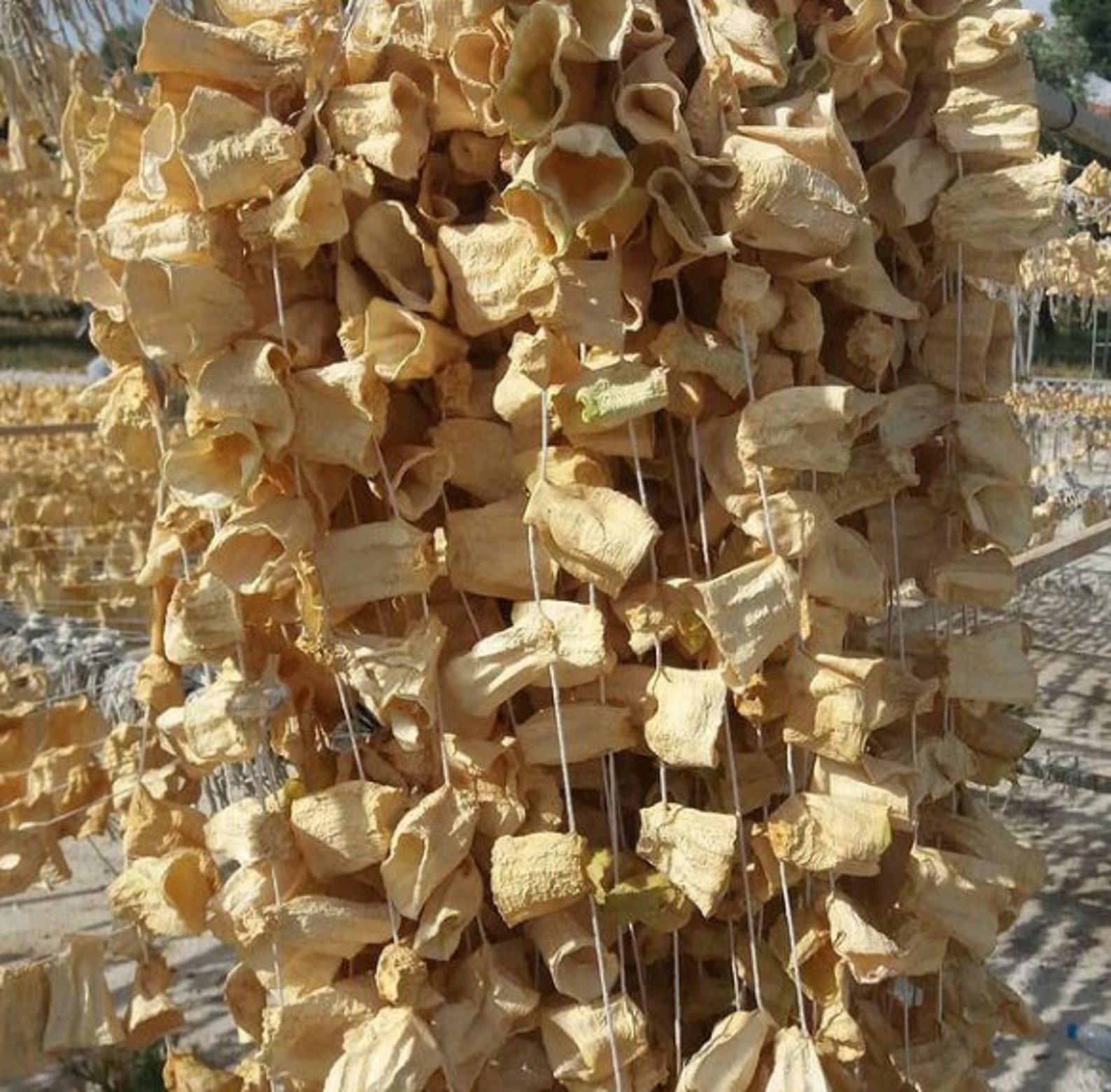 Dried Zucchini Sun Dried Zucchini Dehydrated Zucchini Etsy