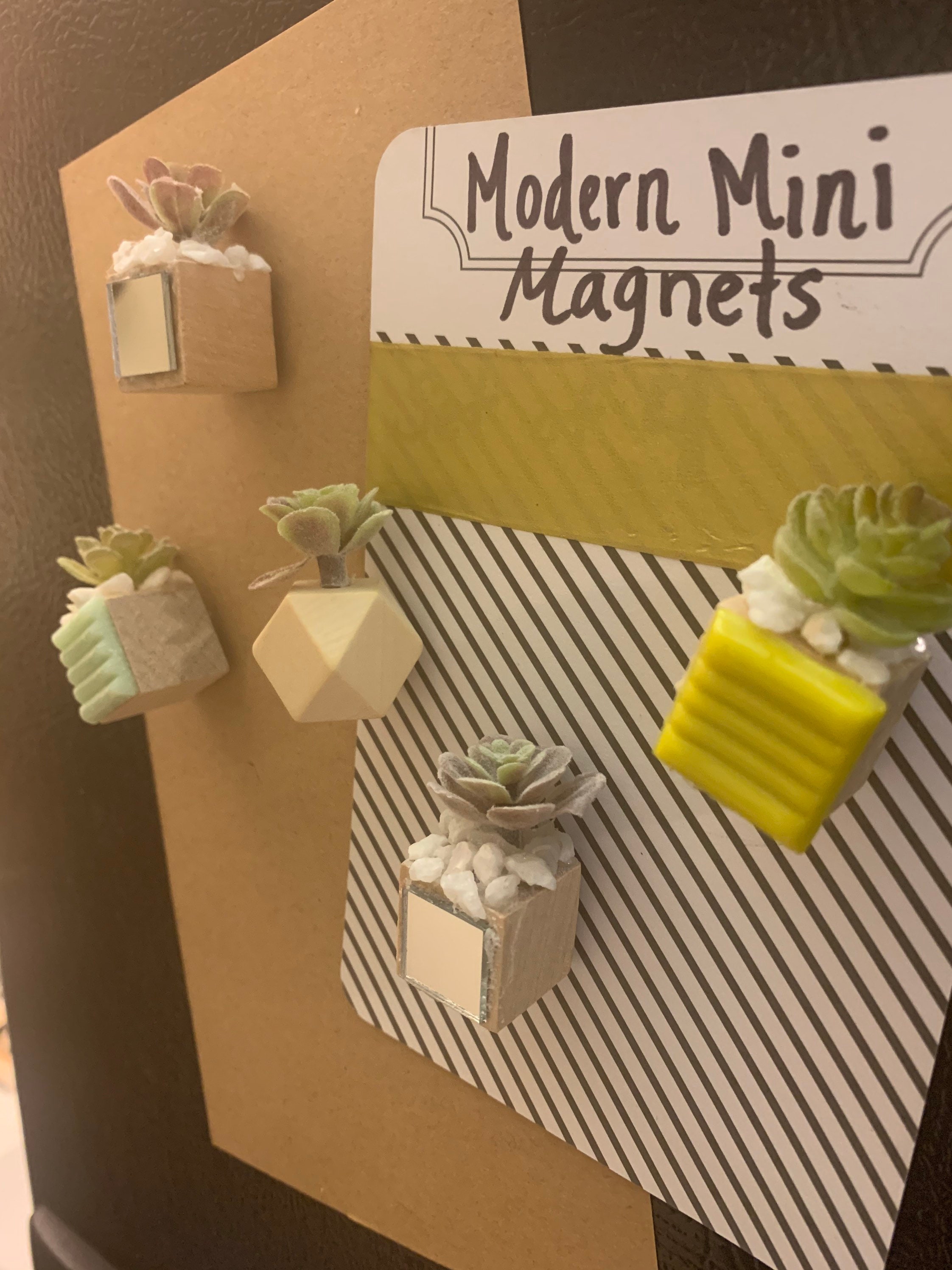 Succulent Set Plant Mini Succulents Fun Etsy UK