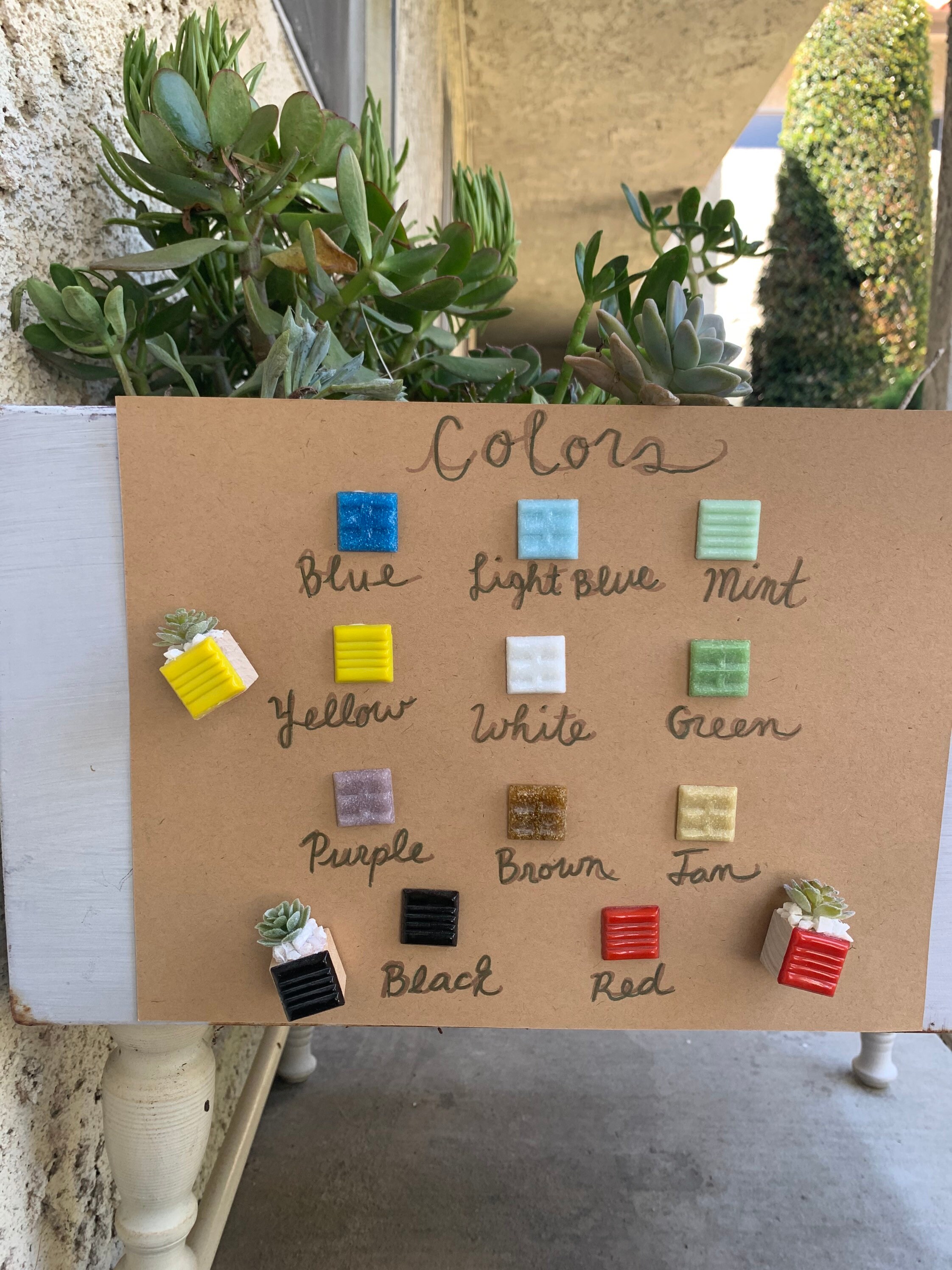 Succulent Set Plant Mini Succulents Fun Etsy UK