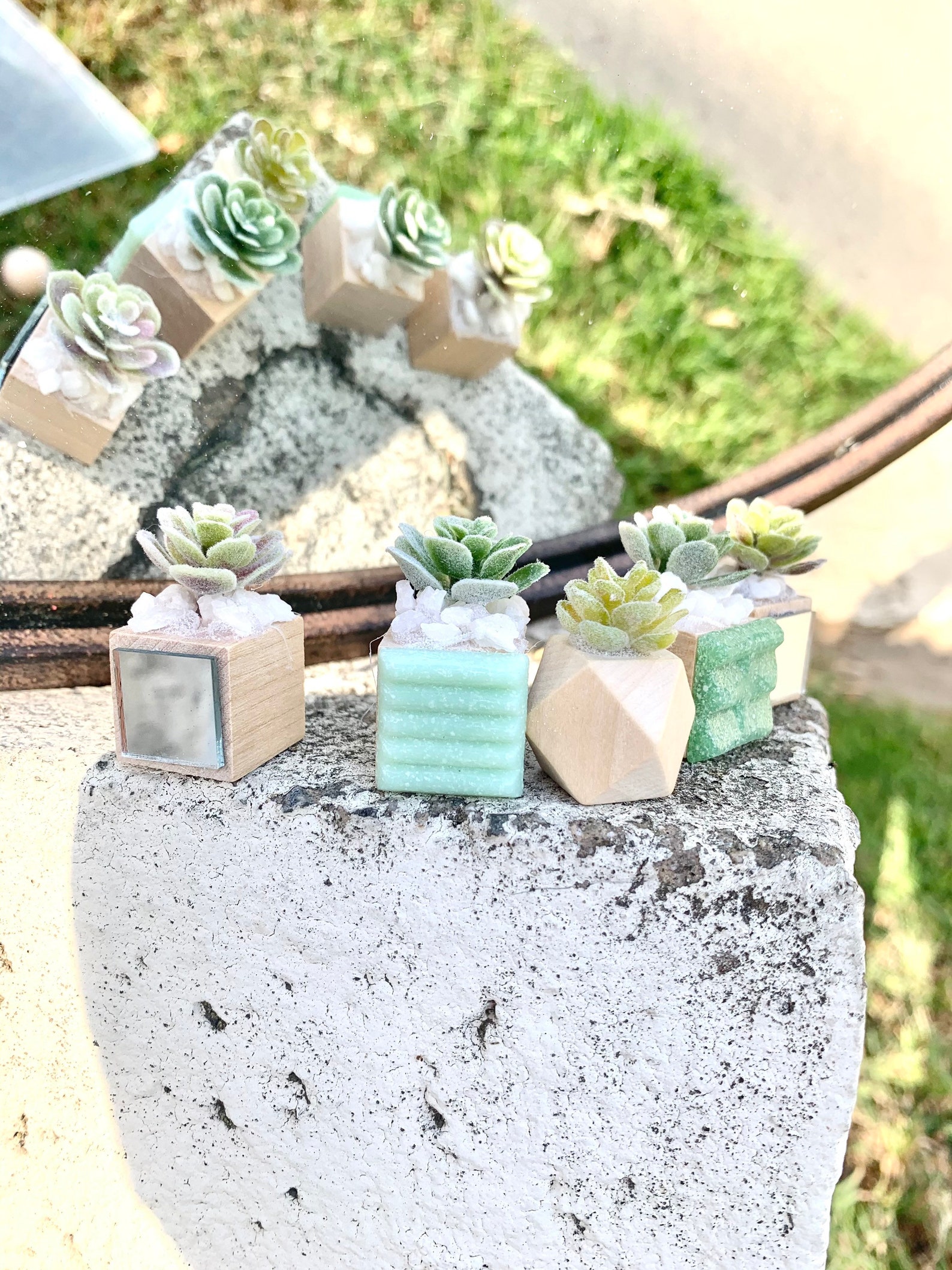 Succulent Set Plant Mini Succulents Fun Etsy