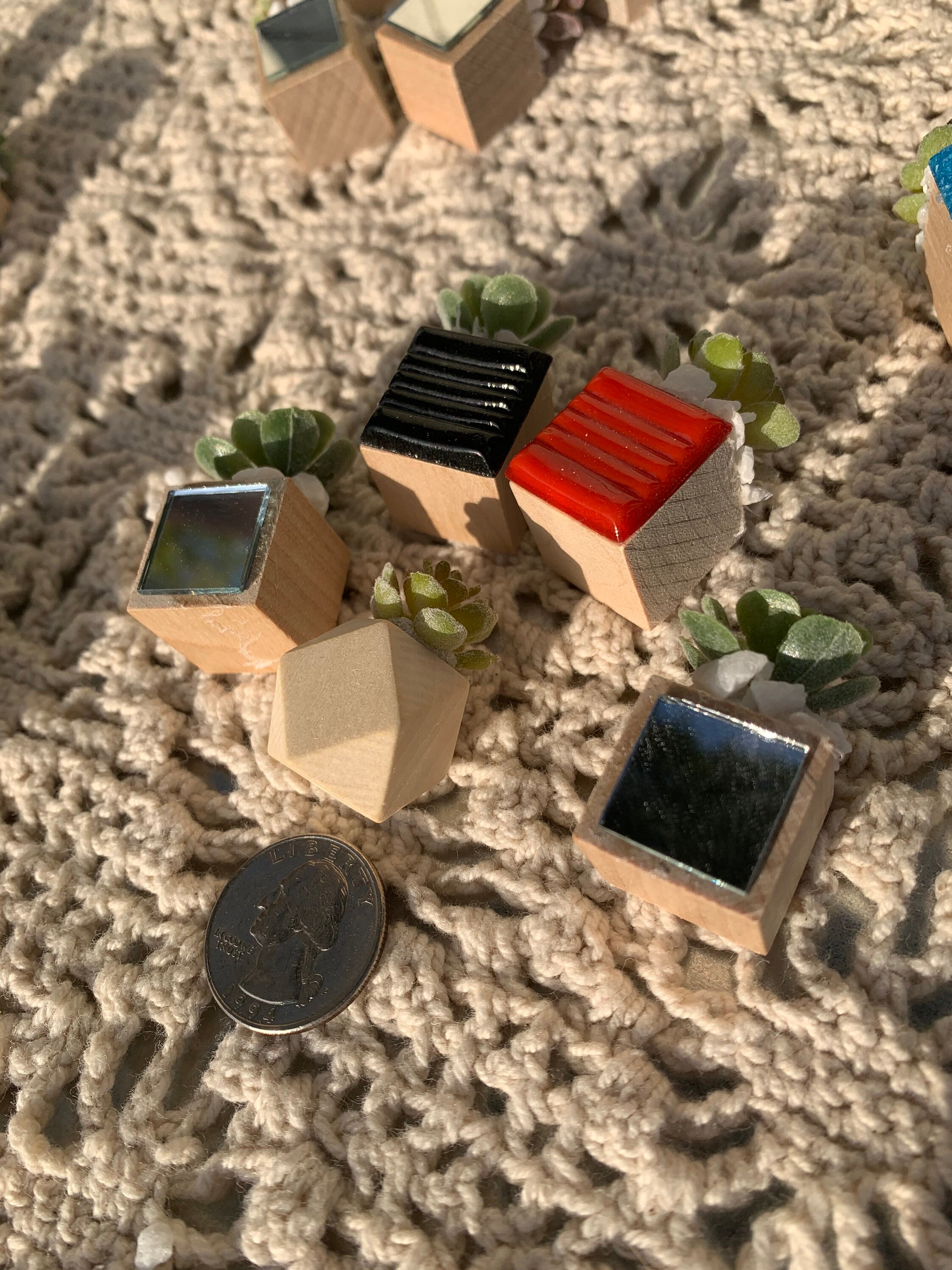 Succulent Set Plant Mini Succulents Fun Etsy UK