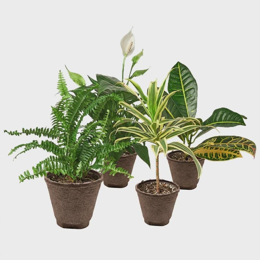 Air Purifying House Plant Bundle, Live Indoor Plant Set, Clean Air Plant Collection, Easy Care Tropical Houseplants, 4 or 6 Inch Pots