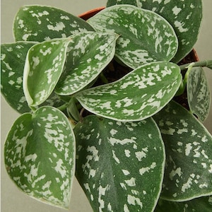 Satin Pothos | Scindapsus Pictus Argyraeus | Silver Trailing Houseplant | Easy Care Hanging Plant | Free Shipping | Live Plant | 4in Pot