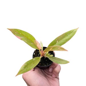 Philodendron ring of fire variegated - Etsy 日本