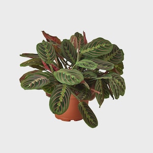 May include: A potted prayer plant with large, oval-shaped green leaves featuring a striking pattern of red veins. The plant is in a brown plastic pot, set against a plain white background. The leaves have a unique, symmetrical design.