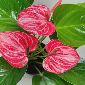 May include: An Anthurium plant featuring three heart-shaped, vibrant pink spathes with prominent white veining and a central, slender, brownish-red spadix. The plant has several large, glossy, deep green leaves with smooth edges and visible stems.