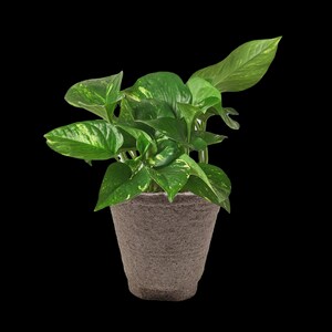 May include: A potted pothos plant with vibrant green leaves and yellow variegation. The plant is in a textured, gray pot, set against a solid black background. The leaves are large and heart-shaped, creating a lush, full appearance.
