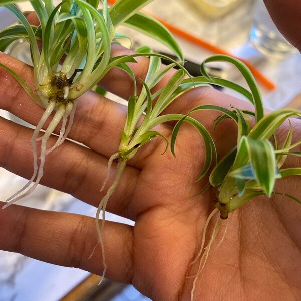 2 Large Spider Plant with full roots cuttings