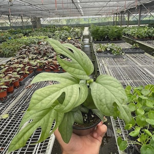 May include: A potted Monstera esqueleto plant featuring light green, heart-shaped leaves with prominent fenestrations and a textured, veined surface. The plant is held in a small black plastic nursery pot, displaying its distinct foliage structure.