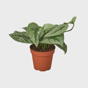 May include: A Scindapsus pictus plant with heart-shaped, variegated leaves featuring a pattern of dark green and silvery-gray splashes. The plant is potted in a simple, solid terracotta-colored plastic container filled with dark potting soil.