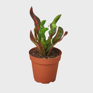 May include: A potted croton plant with long, twisted, glossy leaves featuring a vibrant mix of deep green, bright yellow, and reddish-orange veins. The plant is housed in a simple, solid terracotta-colored plastic pot filled with dark potting soil.
