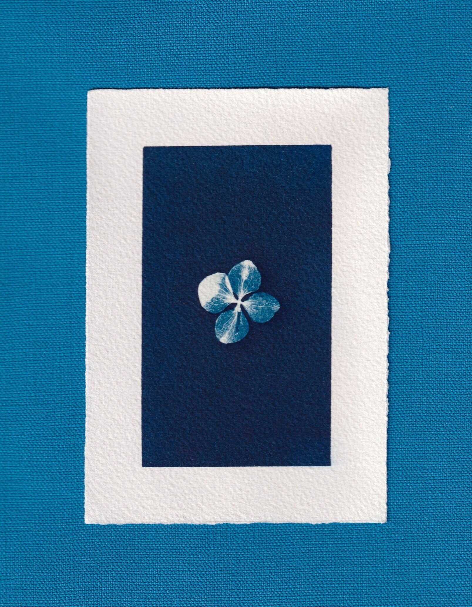 Cyanotype _ 04