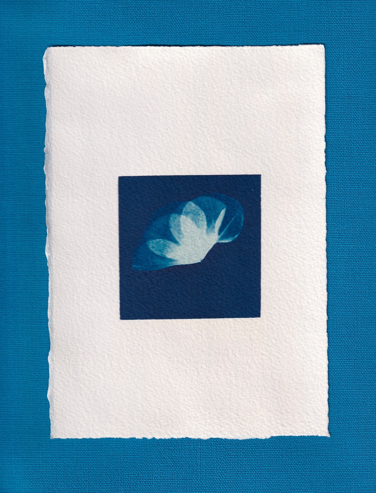 Cyanotype _ 18