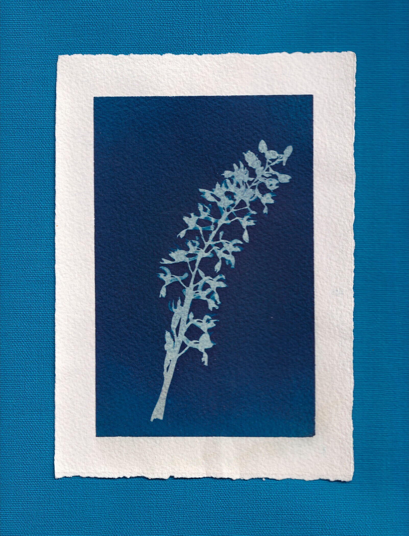 Cyanotype _ 17