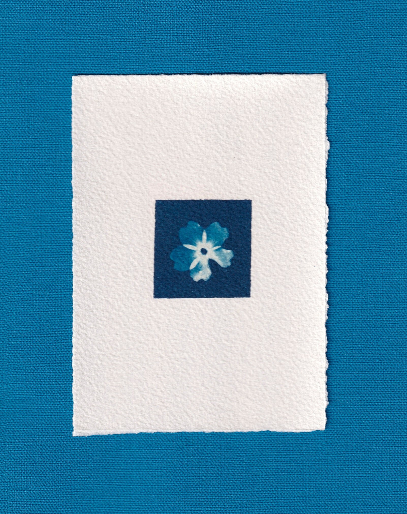 Cyanotype _ 05