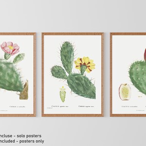 Set mit 3 botanischen Vintage-Kaktus-Postern für Küche und Esszimmer, Reproduktion eines modernen Giclée-Kunstdrucks, ideal für die Heimdekoration