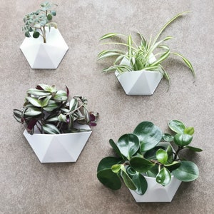 Könnte beinhalten: Vier weiße geometrische Wandbepflanzer mit verschiedenen Pflanzenarten. Die Pflanzer bestehen aus einem weißen, geometrischen Material und haben ein modernes Design. Die Pflanzen sind eine Vielzahl von Grün- und Weißtönen.