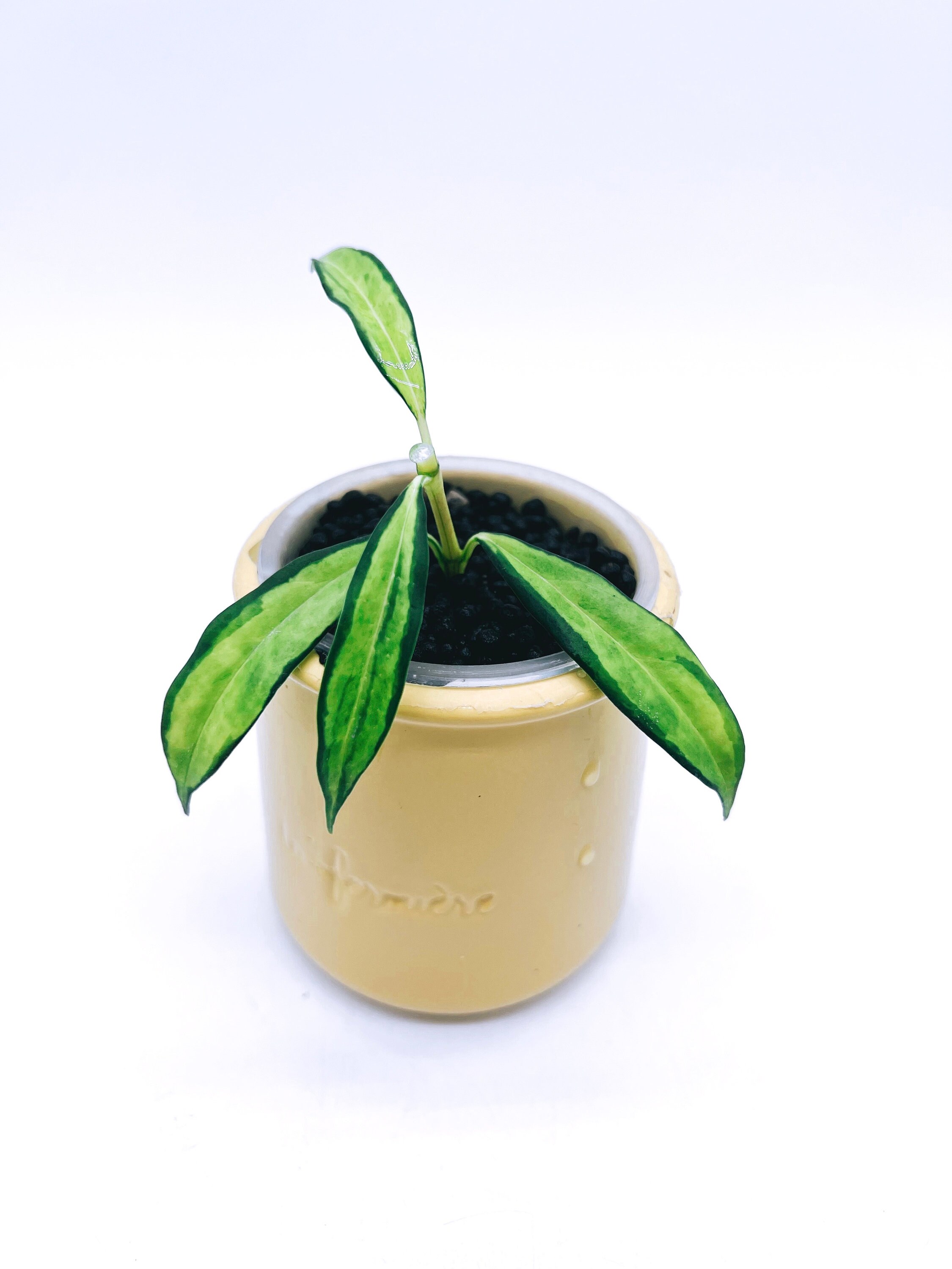 Hoya Yingjiangensis Variegated - Etsy