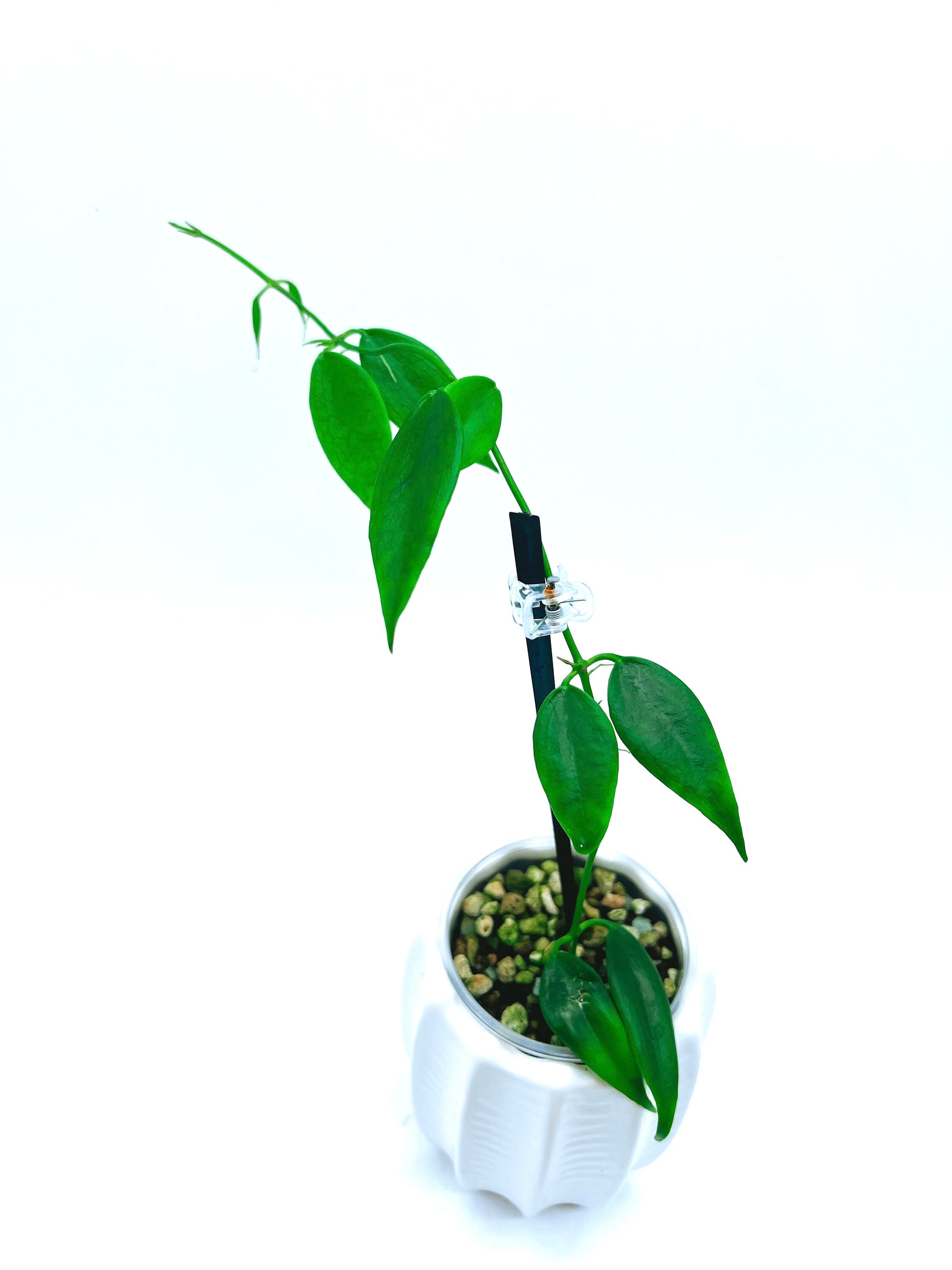 Dischidia sp., Thailand blush