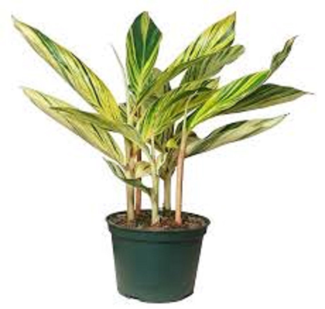 Alpinia Zerumbet Variegated Shell Ginger Yellow Rhizome Live Etsy