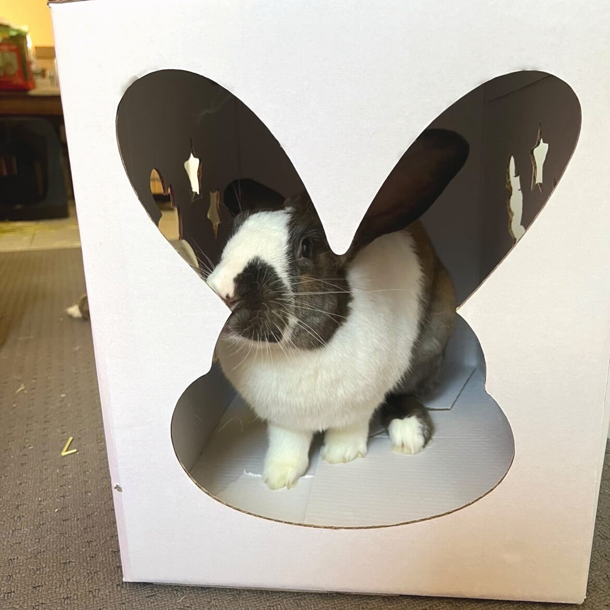 Bunny Hidey House Bundle Pack Etsy Australia