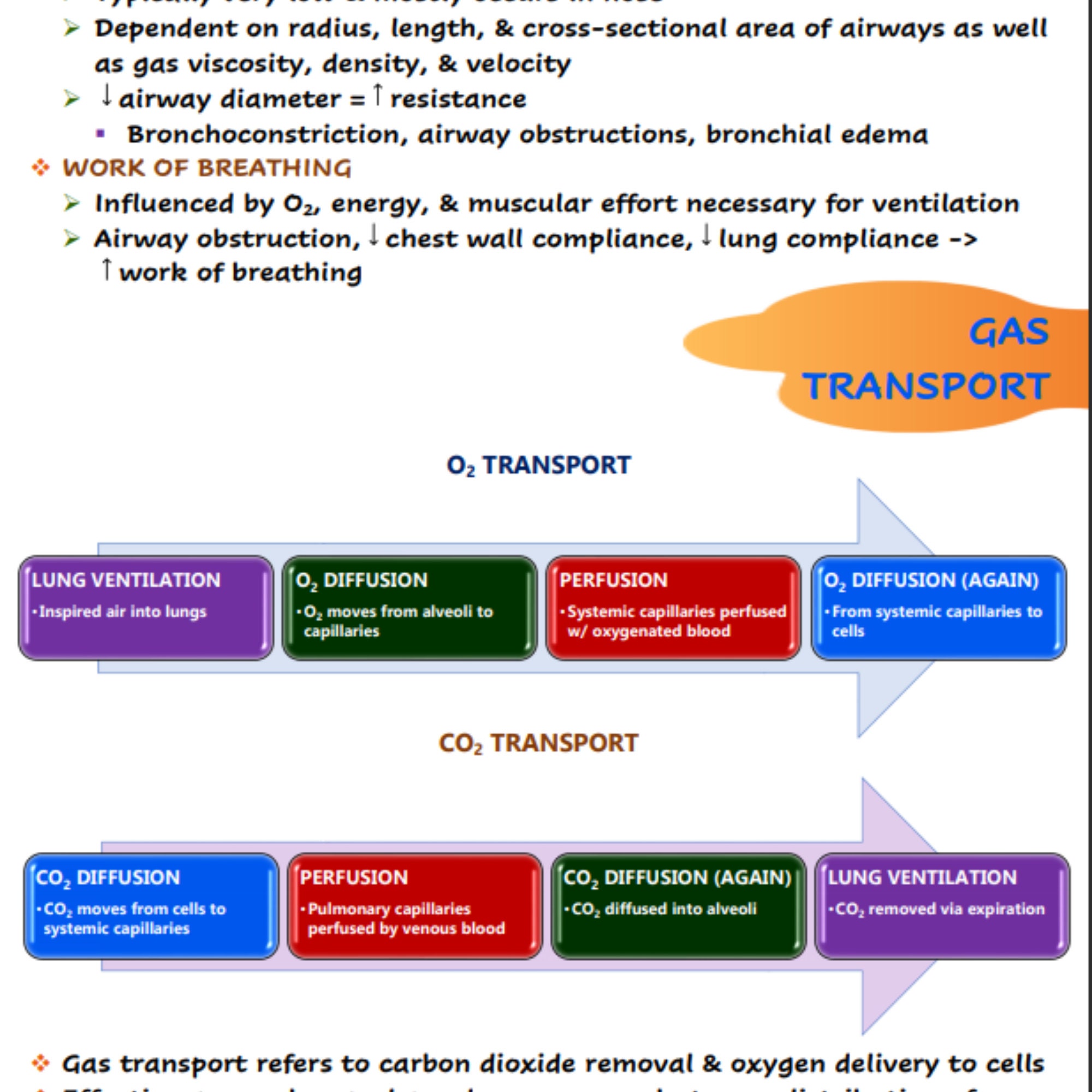 Respiratory System Nursing School Notes - Etsy