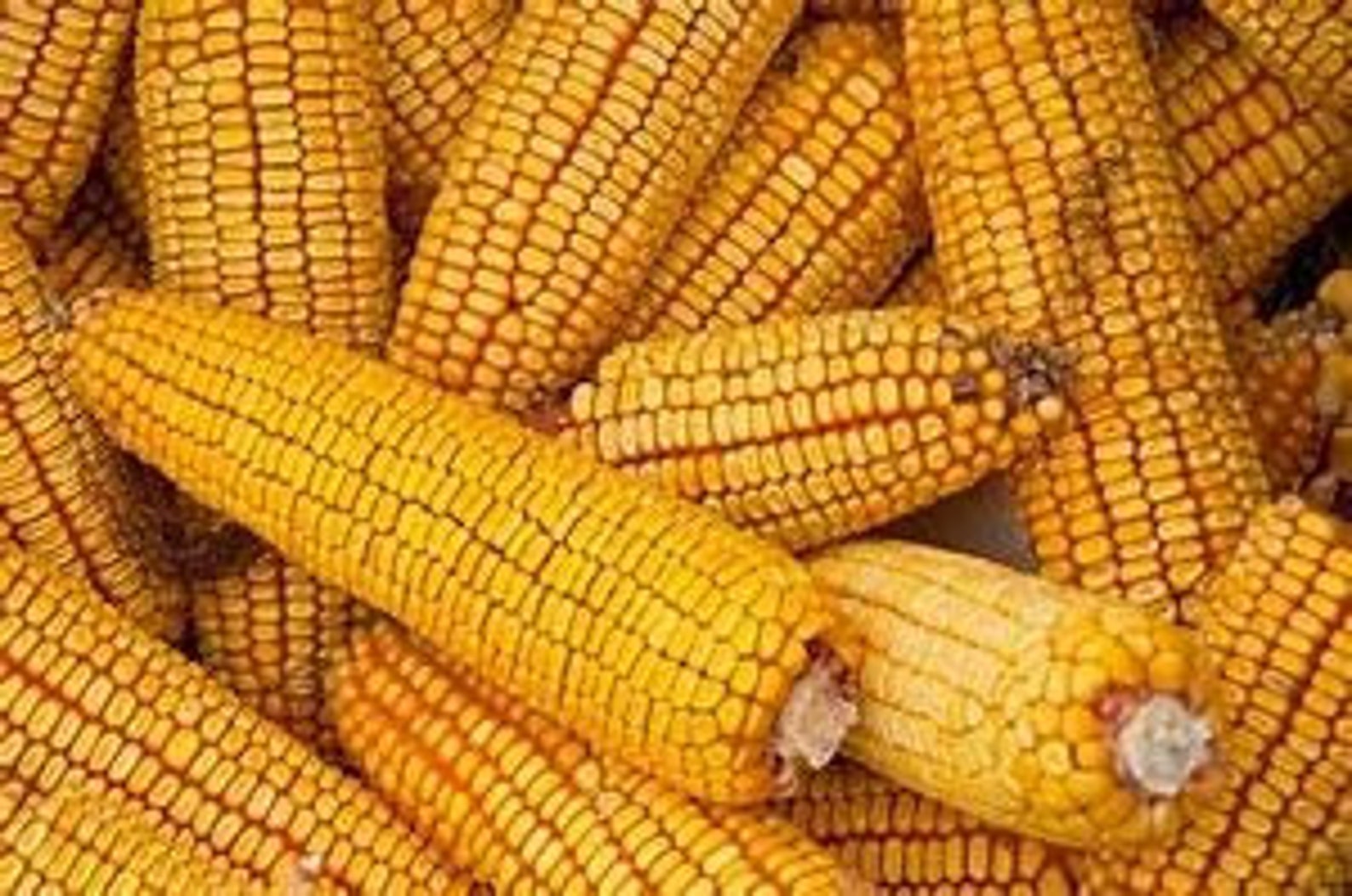 Reid's Yellow Dent Open Pollinated Corn Seed1lb Etsy