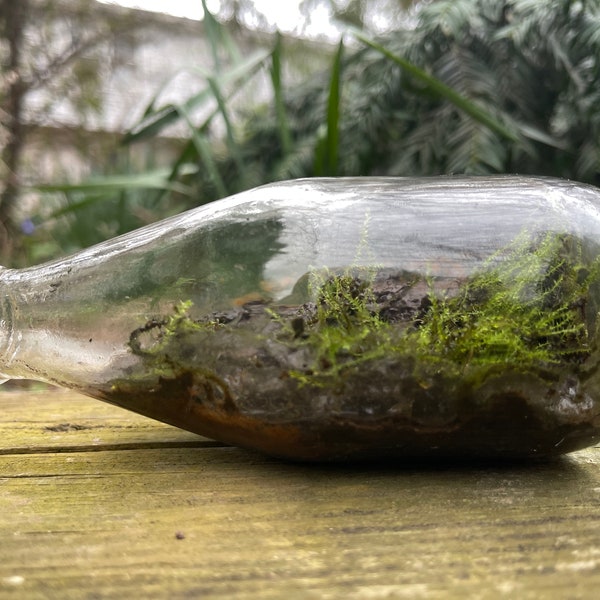 5” cute small 1950s bottle foraged natural live moss and fern terrarium woods/plant display