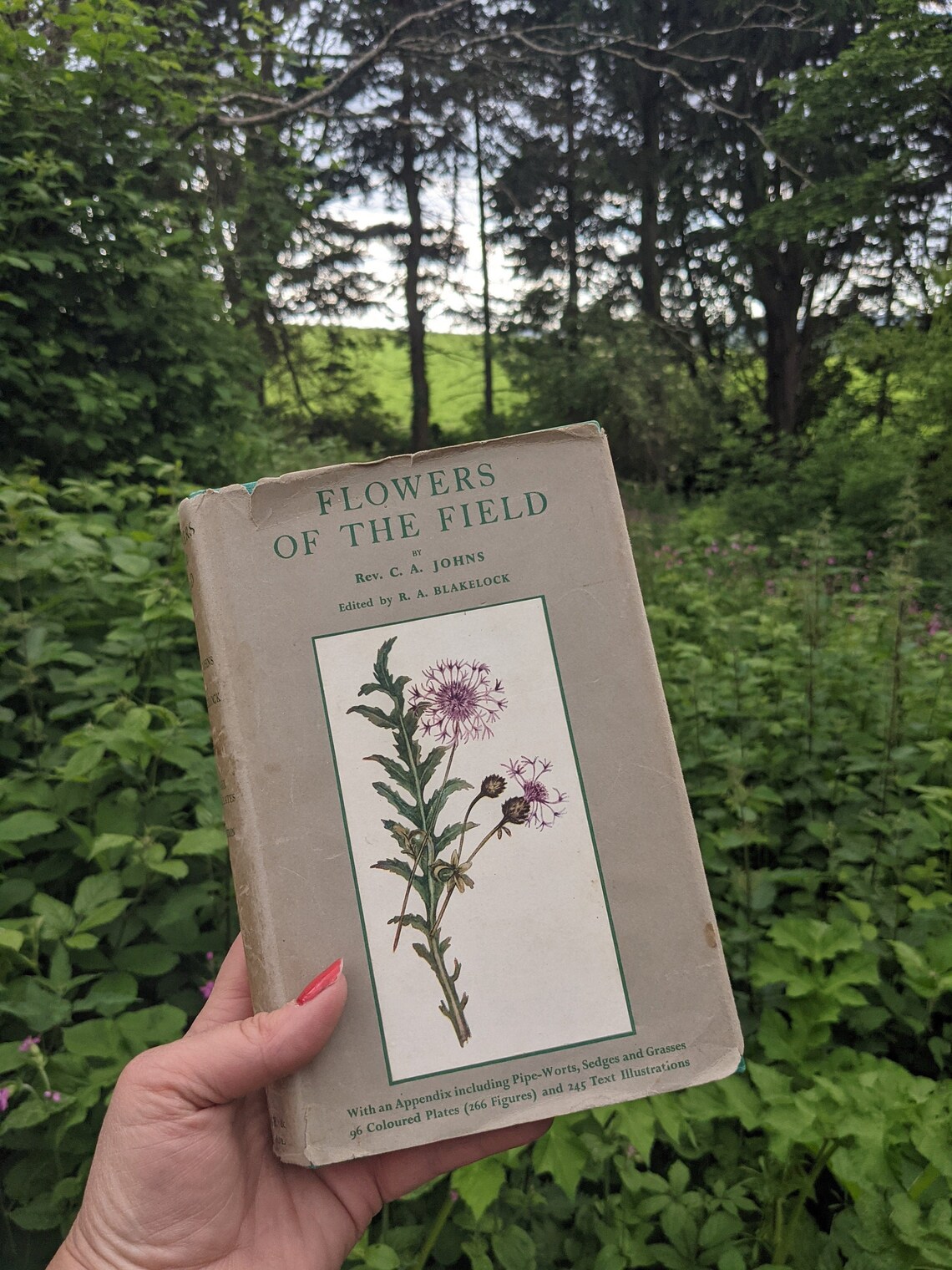 Flowers Of The Field Rev C. A. Johns with coloured plates 1949 Etsy