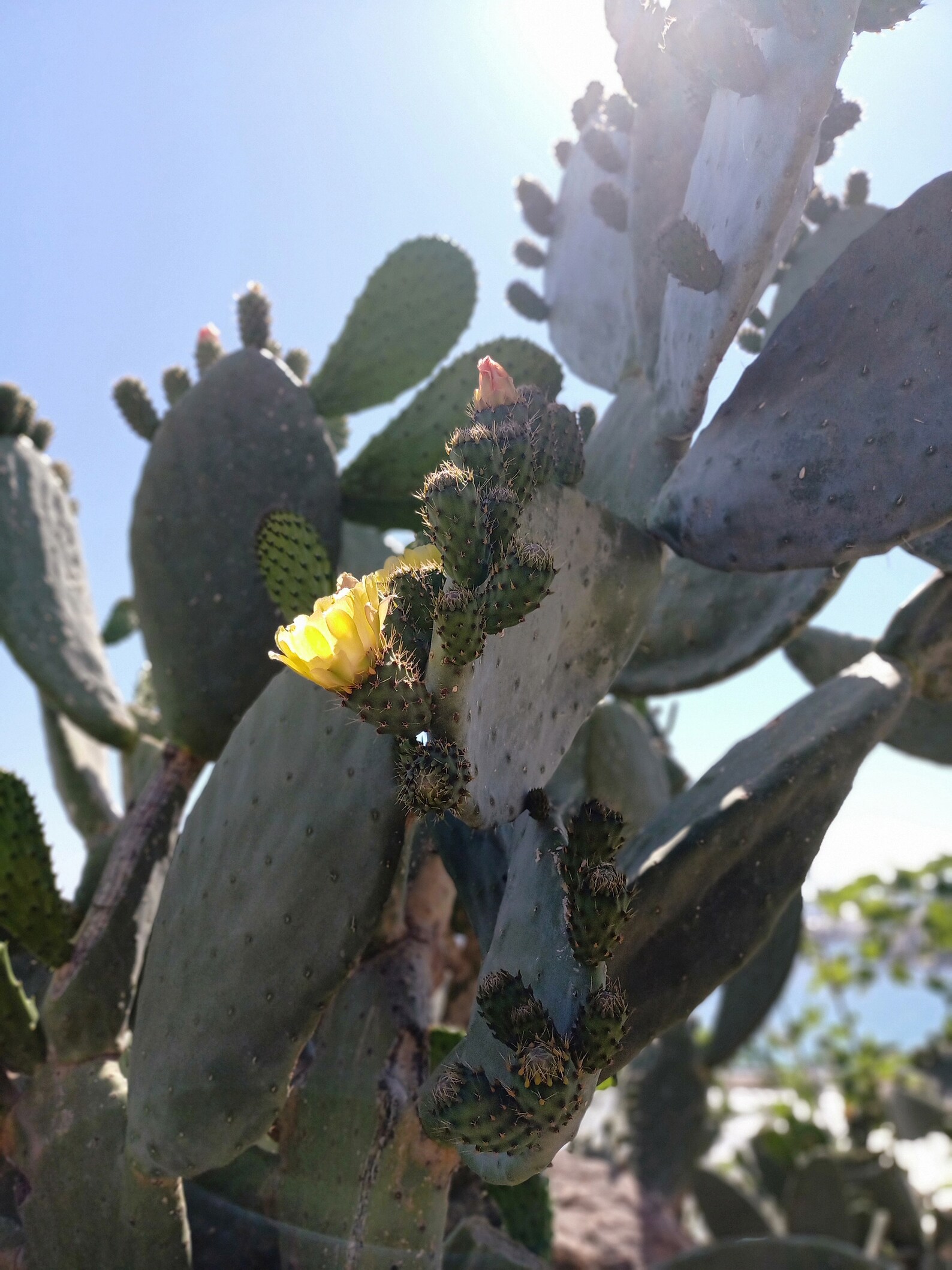 Prickly Pear Cactus Pad MEDITERRANEAN Etsy