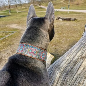 Pu&ograve; includere: Un cane grigio con un collare fantasia con finiture marroni. Il collare presenta un motivo a paisley nei toni del blu, rosa e giallo. Il cane &egrave; all'aperto, con uno sfondo sfocato di alberi ed erba. Il collare &egrave; largo circa 4 cm.