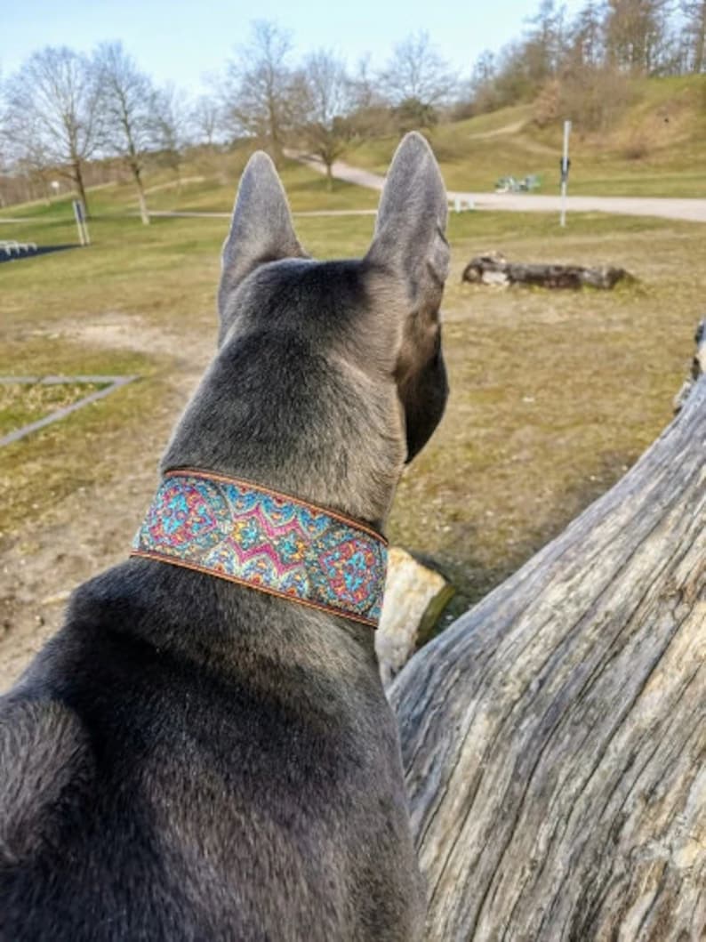 Pu&ograve; includere: Un cane grigio con un collare fantasia con finiture marroni. Il collare presenta un motivo a paisley nei toni del blu, rosa e giallo. Il cane &egrave; all'aperto, con uno sfondo sfocato di alberi ed erba. Il collare &egrave; largo circa 4 cm.