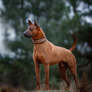 May include: A medium-sized, short-haired dog with a reddish-brown coat standing in profile. The dog wears a wide, black collar featuring a colorful, intricate geometric pattern of small red, yellow, and blue shapes. The dog has pointed ears.